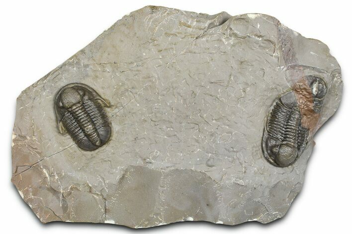 Two Unidentified Proetid Trilobites - Jorf, Morocco #362870